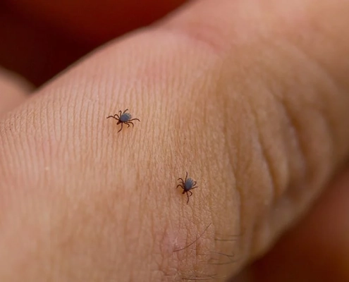 Guide to Managing Mites