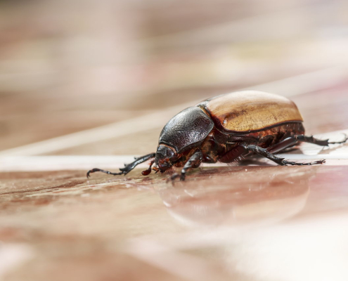 Identifying beetle and infestation treatments