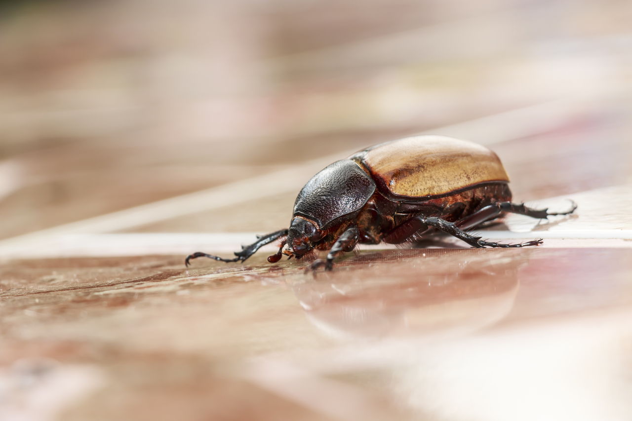 Identifying beetle and infestation treatments