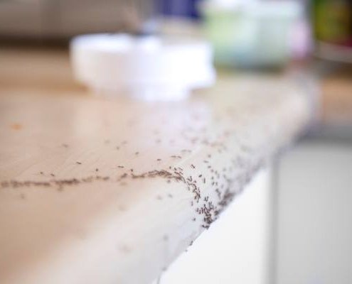 Identifying Common Household Ants