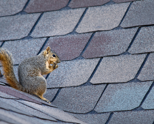 Keeping Wildlife at Bay