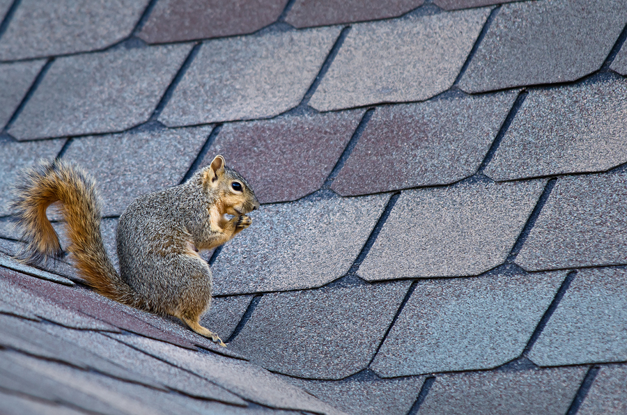 Keeping Wildlife at Bay