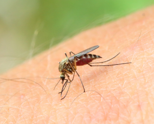 Managing Stinging Pests: Keep Your Home and Family Safe