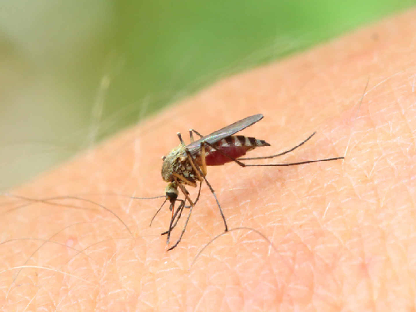 Managing Stinging Pests: Keep Your Home and Family Safe