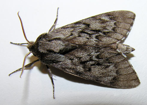 Managing Moths in your home
