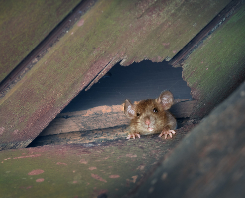 Rat Damage