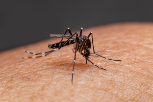 Mosquito Bite