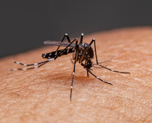 Taking a Bite out of Mosquito Woes