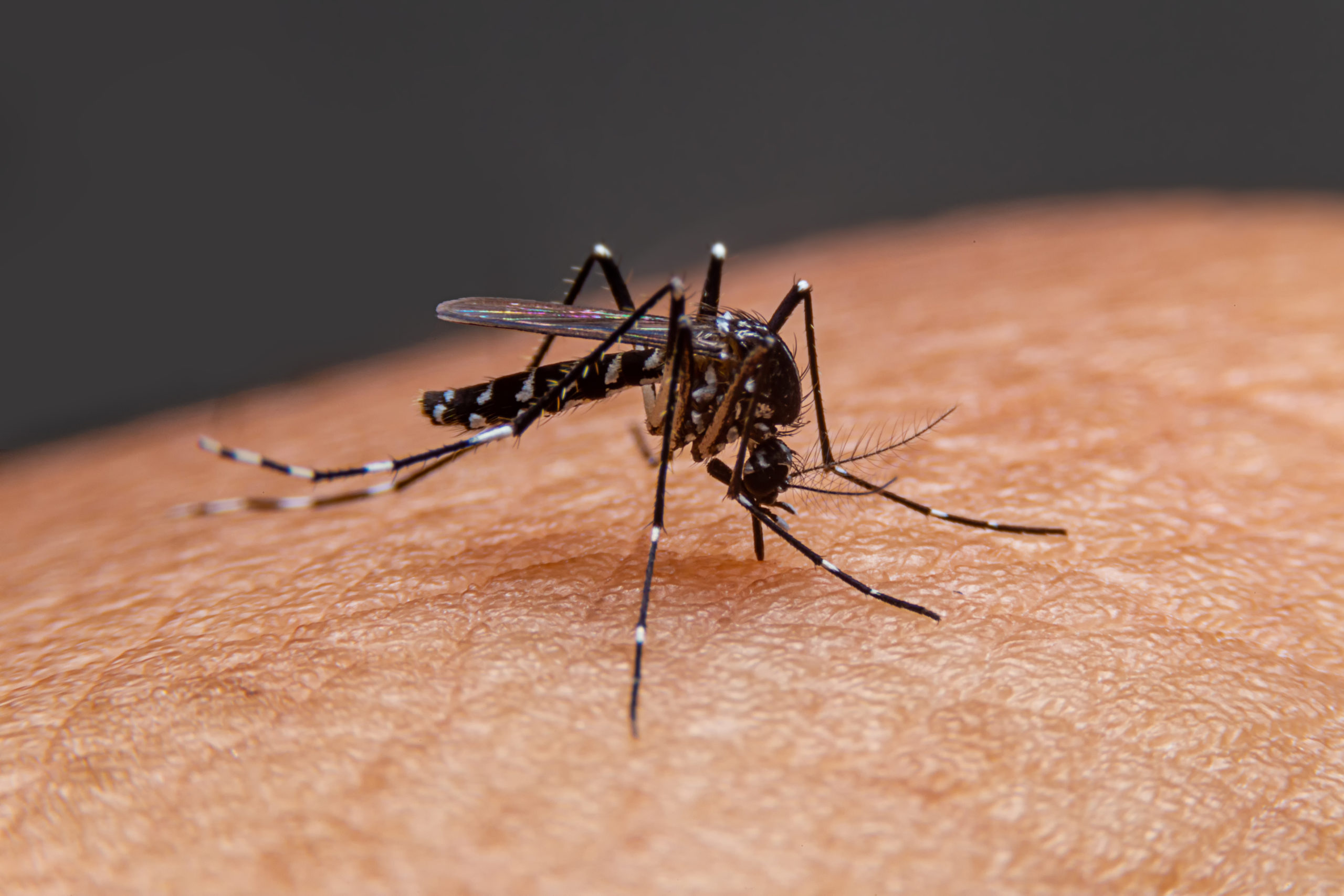 Taking a Bite out of Mosquito Woes