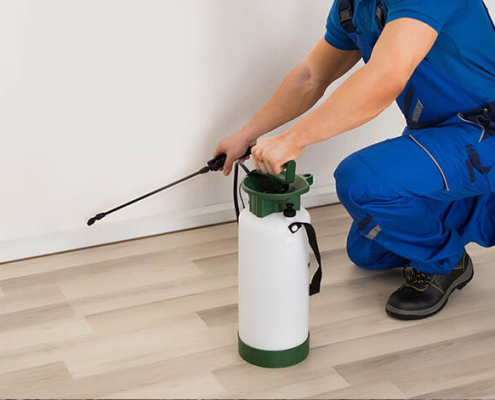 The Importance of Post-Maintenance Termite Control