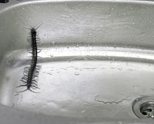 Understanding and Managing Centipedes in Your Home