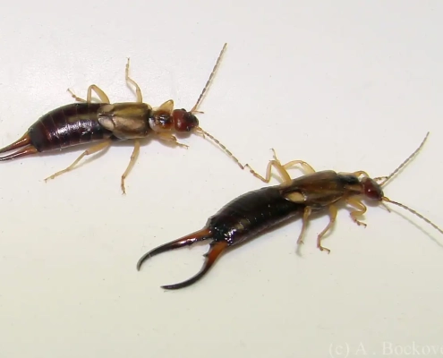 Understanding and Managing Earwigs in Your Home