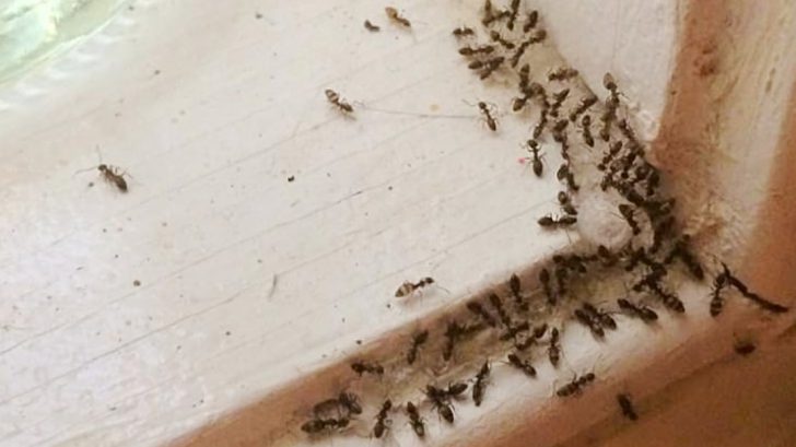 ants