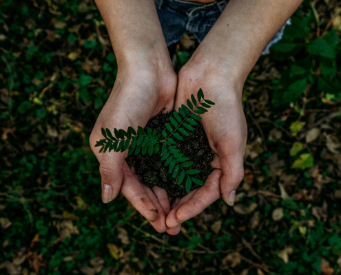 Eco Friendly Pest Control Solutions
