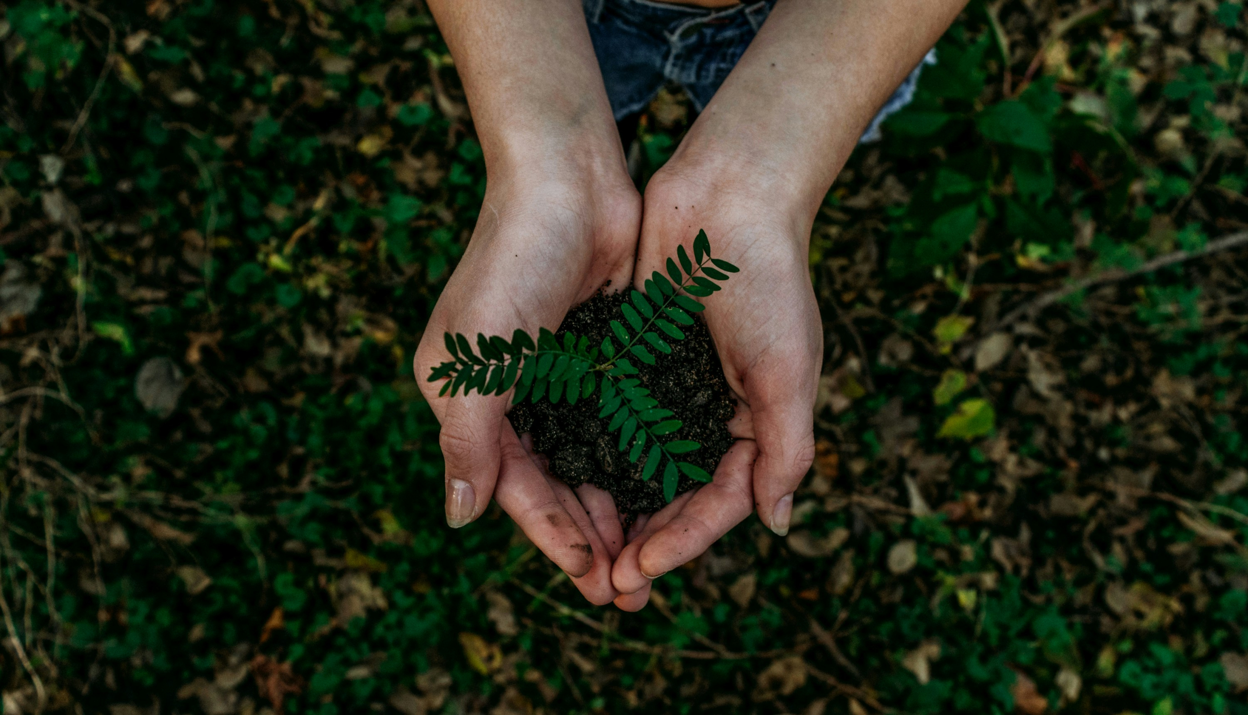 eco-friendly pest control for families in Buckhead GA