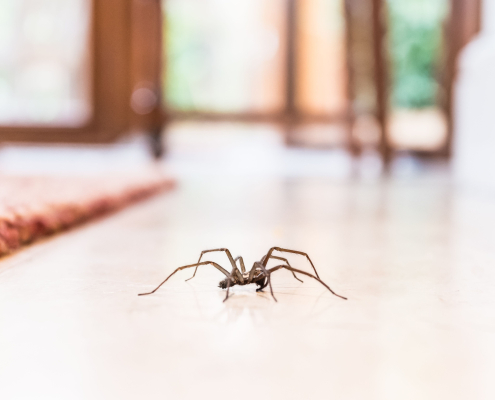 understanding Spiders and TruNorth Pest Control's Approach