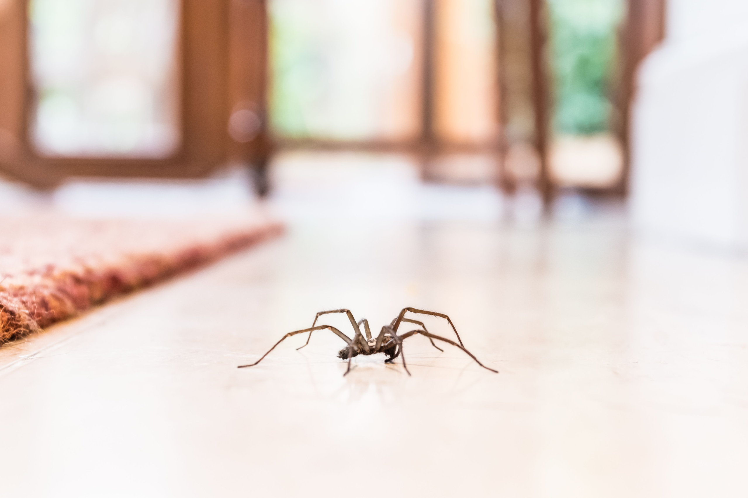 understanding Spiders and TruNorth Pest Control's Approach
