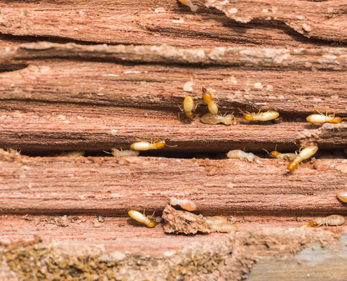 Effective Termite Prevention Tips for Homeowners