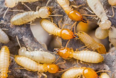 termites