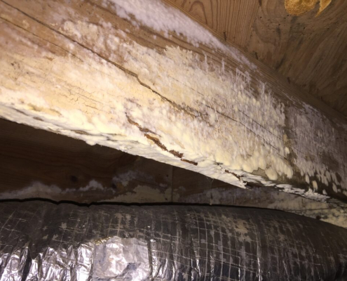 Mold In Crawl Space 1