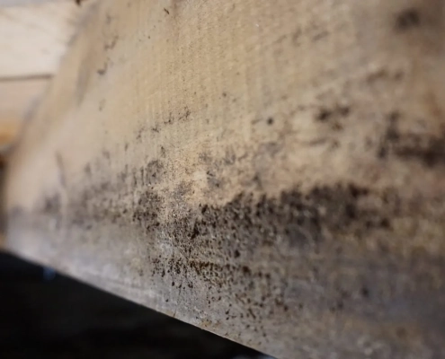 Mold In Crawl Space