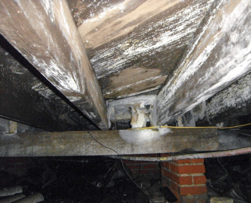 White mold in crawl space