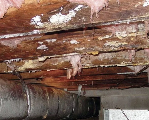 white mold in crawl space