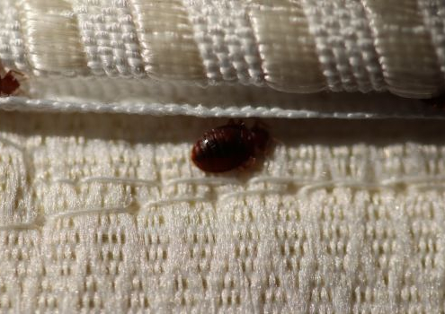 bed bug treatment in Norcross GA
