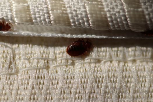 bed bug treatment in Norcross GA