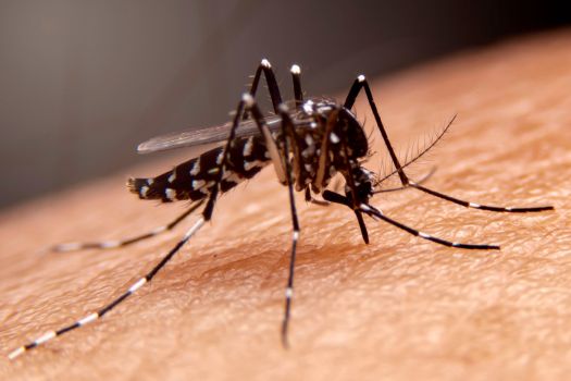 mosquito control in Roswell GA after spring rain